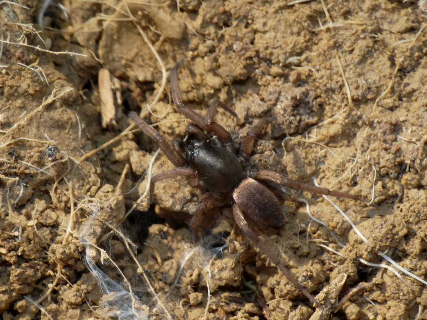 Haplodrassus sp.